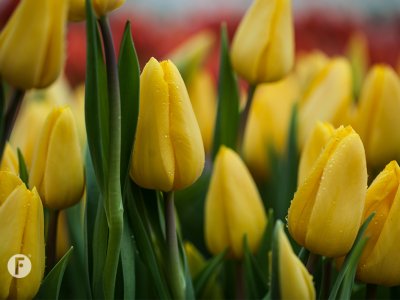 Bekijk de korte registratie en foto's van Tulpen dag 2016 in Amsterdam