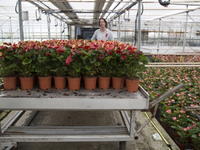 Op bezoek bij Anthuriumkwekerij Fuerte Planta 