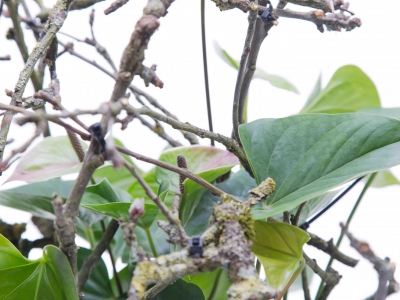 Stap voor stap: Natuurlijke compositie met Anthurium plant