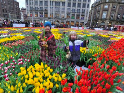 Nieuwe Tulipa Spinoza gepresenteerd in Amsterdam