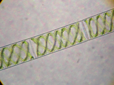 First Flower Seeds from Dino Era Discovered