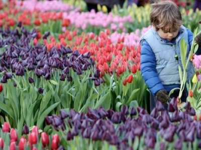 16 januari is het Tulpen dag