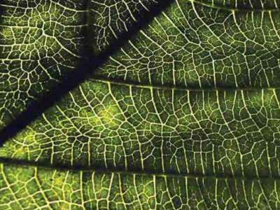 State of the World's Plants report by Kew