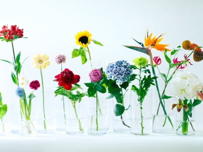 Tulip on the Flower Agenda for January 2017