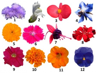 Edible flowers both tasty and healthy