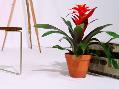 Ontmoet de hele Bromelia familie!
