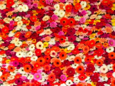 Nederlandse bloemen en planten op Grüne Woche 2016