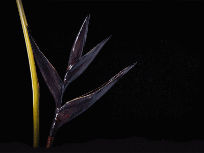 bompas & parr create color changing flowers