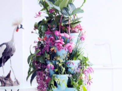 Tropical beauties are the Houseplants for May