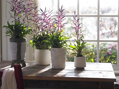 Ook afbeeldingen van planten hebben rustgevend effect