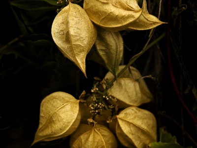 Green Gallery Issue #5