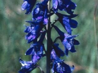 Flight of the bumble bee reveals plants' flair for flower arranging