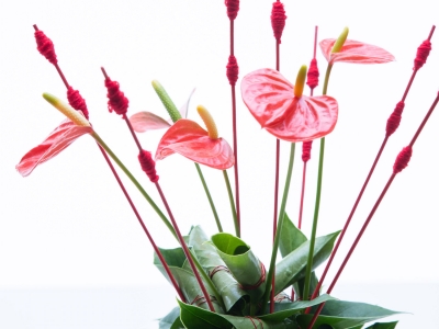 Stap voor stap: Van Anthurium plant naar bloemstuk